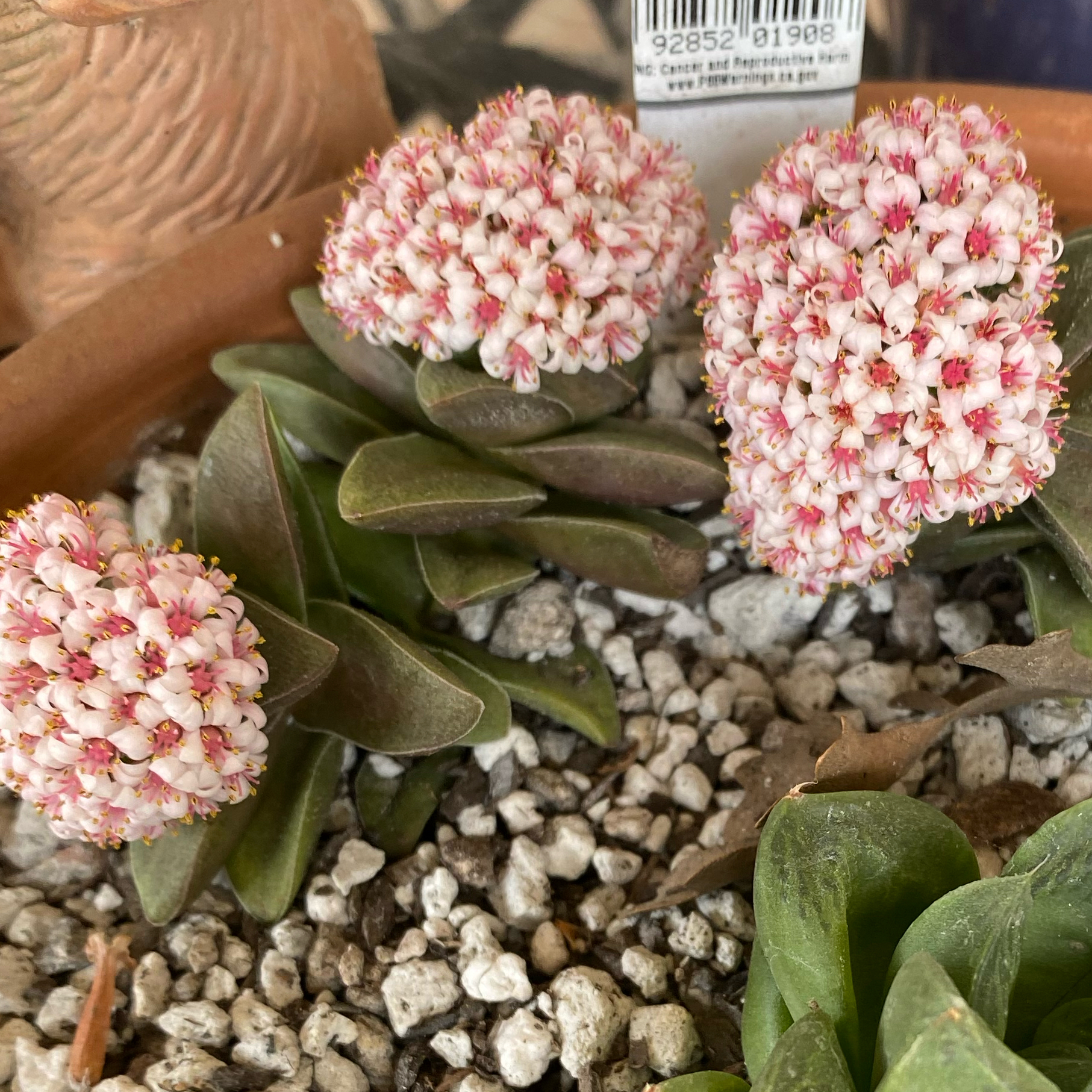 Crassula 'Springtime' plant with clusters of pinkish-white flowers in a pot with visible soil.