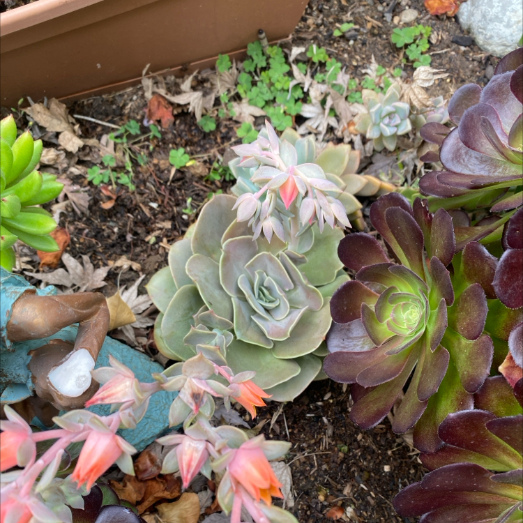 Photo of the plant species Echeveria Lolita by @VipSeraphina named Nithin on Greg, the plant care app