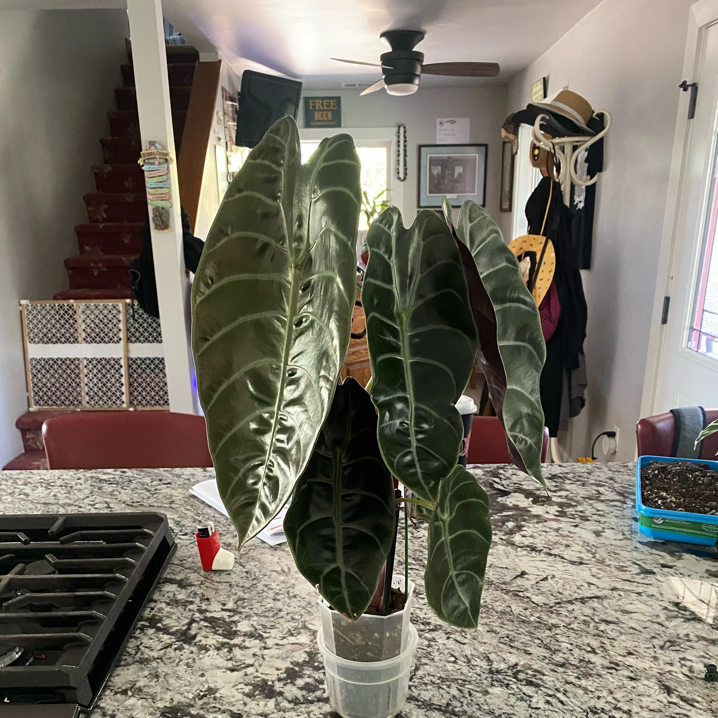 Photo of the plant species Alocasia sedenii by @VipSeraphina named Rosa on Greg, the plant care app