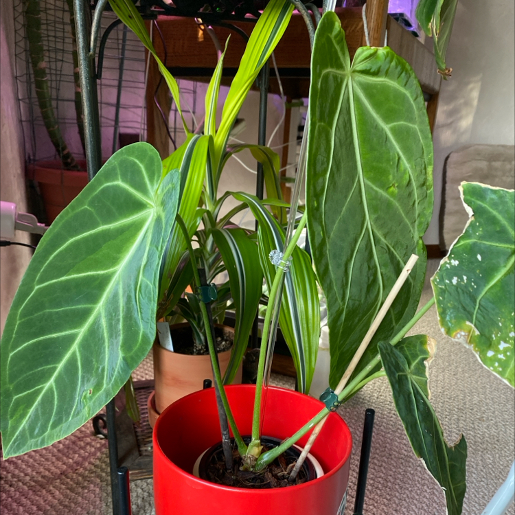 Photo of the plant species Anthurium magnificum x crystallinum by @VipSeraphina named Keanu Leaves on Greg, the plant care app