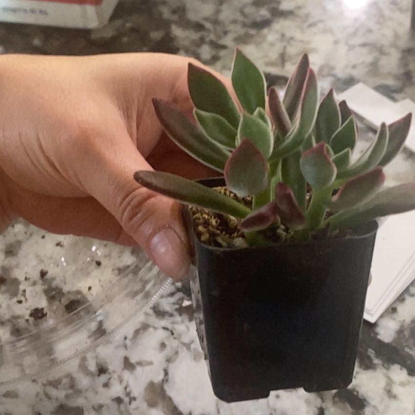 Photo of the plant species Echeveria Red Devotion by @VipSeraphina named Michelle Branch on Greg, the plant care app
