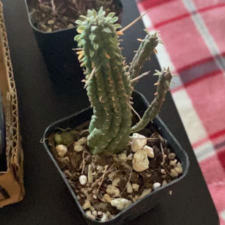 Photo of the plant species Corncob Cactus by @VipSeraphina named Girlfrond on Greg, the plant care app