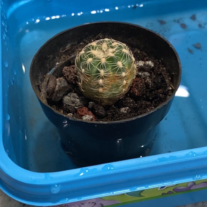 Miniature Barrel Cactus in a black pot, placed in a blue container with water.