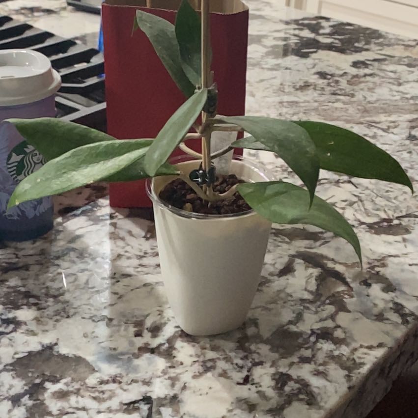 Photo of the plant species Hoya finlaysonii by @VipSeraphina named Rainier on Greg, the plant care app