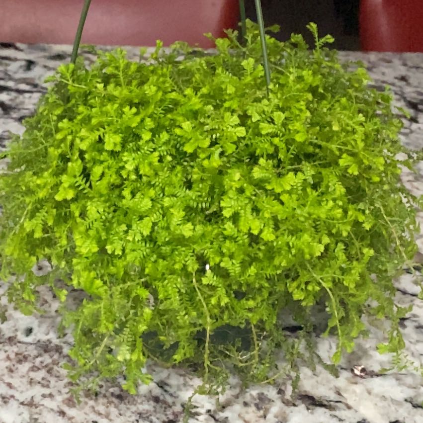 Plant care for Bushy Spikemoss on Greg, the plant care app