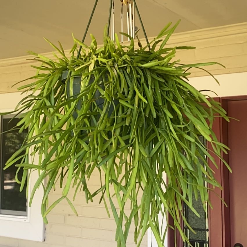 Photo of the plant species Rhipsalis Micrantha f. Tonduzii by @VipSeraphina named Remington on Greg, the plant care app