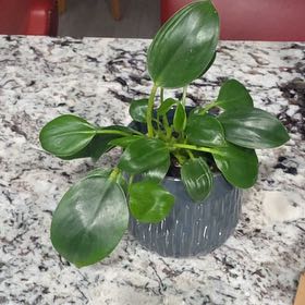 Photo of the plant species Philodendron Green Apple by @VipSeraphina named Oscar on Greg, the plant care app