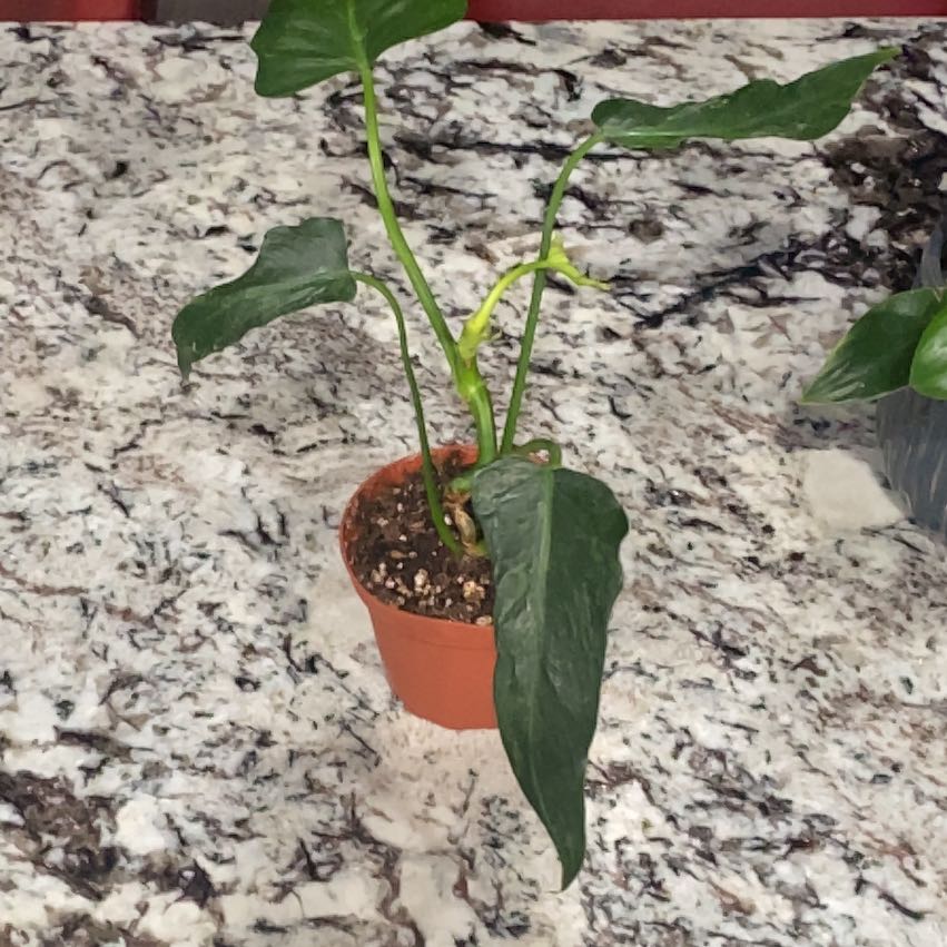 Photo of the plant species Philo Golden Dragon by @VipSeraphina named Scarlett on Greg, the plant care app