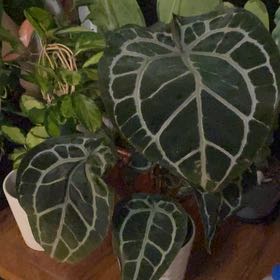 Photo of the plant species Anthurium Doc Block Michelle by @VipSeraphina named McKinley on Greg, the plant care app