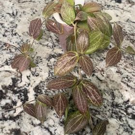 Photo of the plant species Hoya fitchii by @VipSeraphina named Mochi on Greg, the plant care app