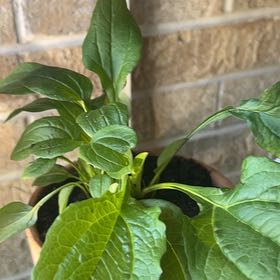 Photo of the plant species Sombrero Coneflower by @savannah72 named conehead on Greg, the plant care app