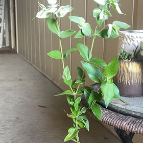 Photo of the plant species Blunt Mountain Mint by @savannah72 named lil wayne on Greg, the plant care app