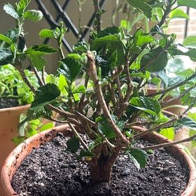 Photo of the plant species Presidents Hibiscus by @savannah72 named Ulysses S Plant on Greg, the plant care app