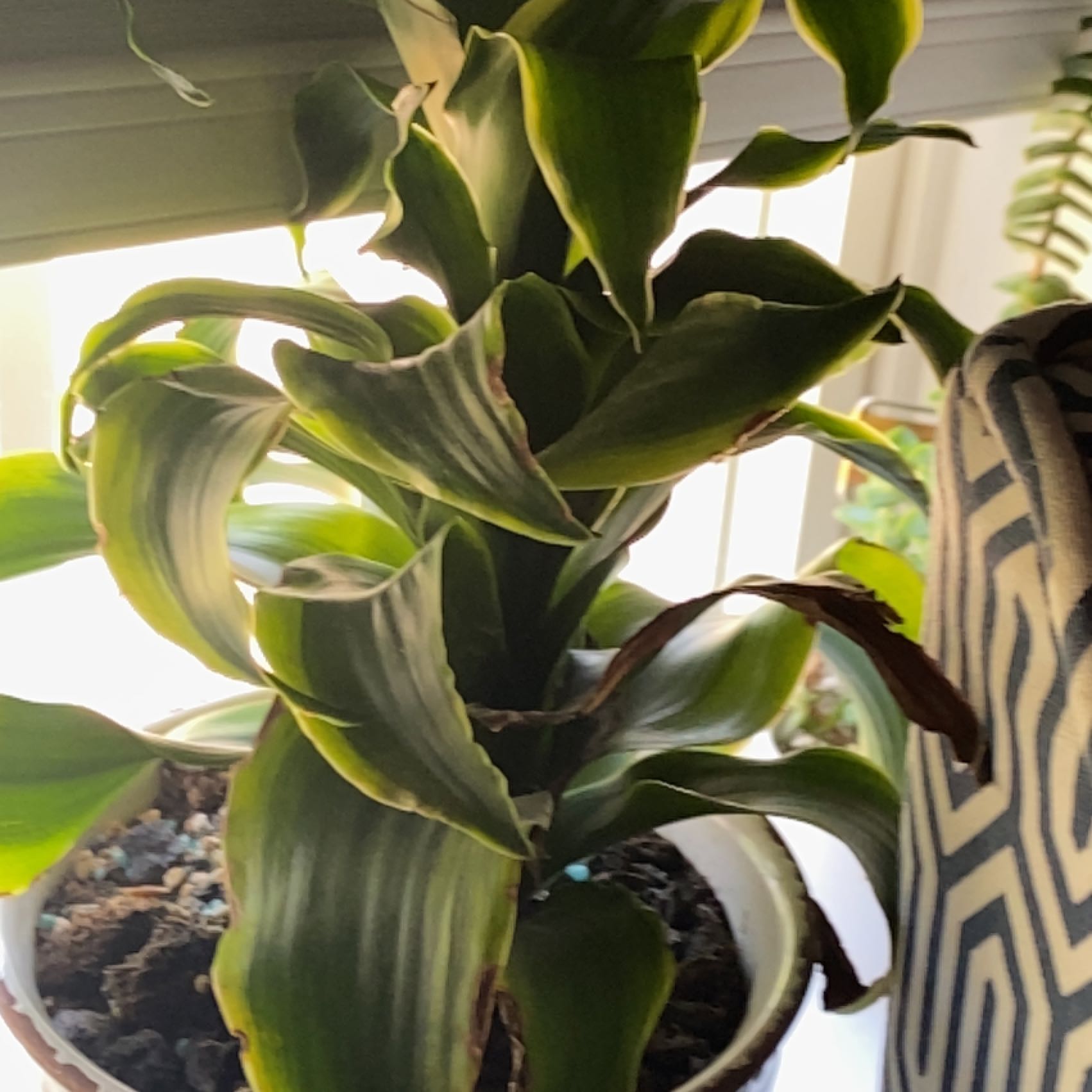 Photo of the plant species Tornado Snake Plant by @KineticCoccoon named Pips on Greg, the plant care app