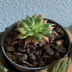 Photo of the plant species Spiny Pennywort by @QueenMarimo named Sage on Greg, the plant care app