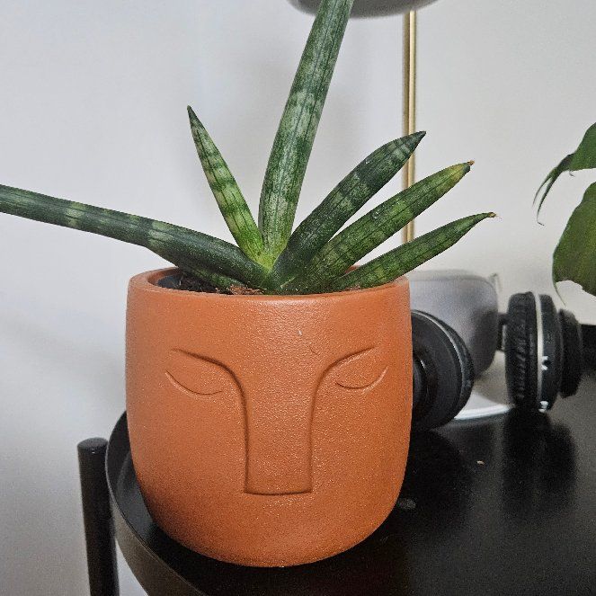 Sansevieria Snake Plants Safe For Dogs Are Snake Plants Toxic To Dogs?  Vet-Approved Facts FAQ