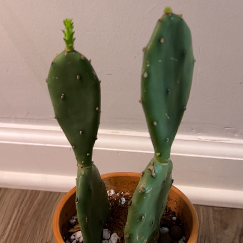 Photo of the plant species Opuntia 'Goblin' by @lackluster named Coyote on Greg, the plant care app