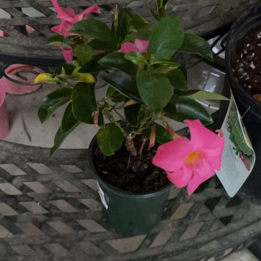 Photo of the plant species Samba by @lackluster named Svenja on Greg, the plant care app