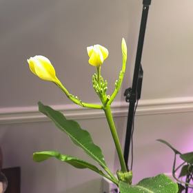 Photo of the plant species Singapore Graveyard Flower by @lackluster named Kendall on Greg, the plant care app