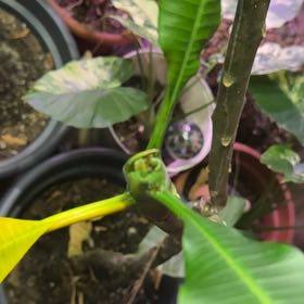 Photo of the plant species Singapore Graveyard Flower by @lackluster named Robert Plant on Greg, the plant care app