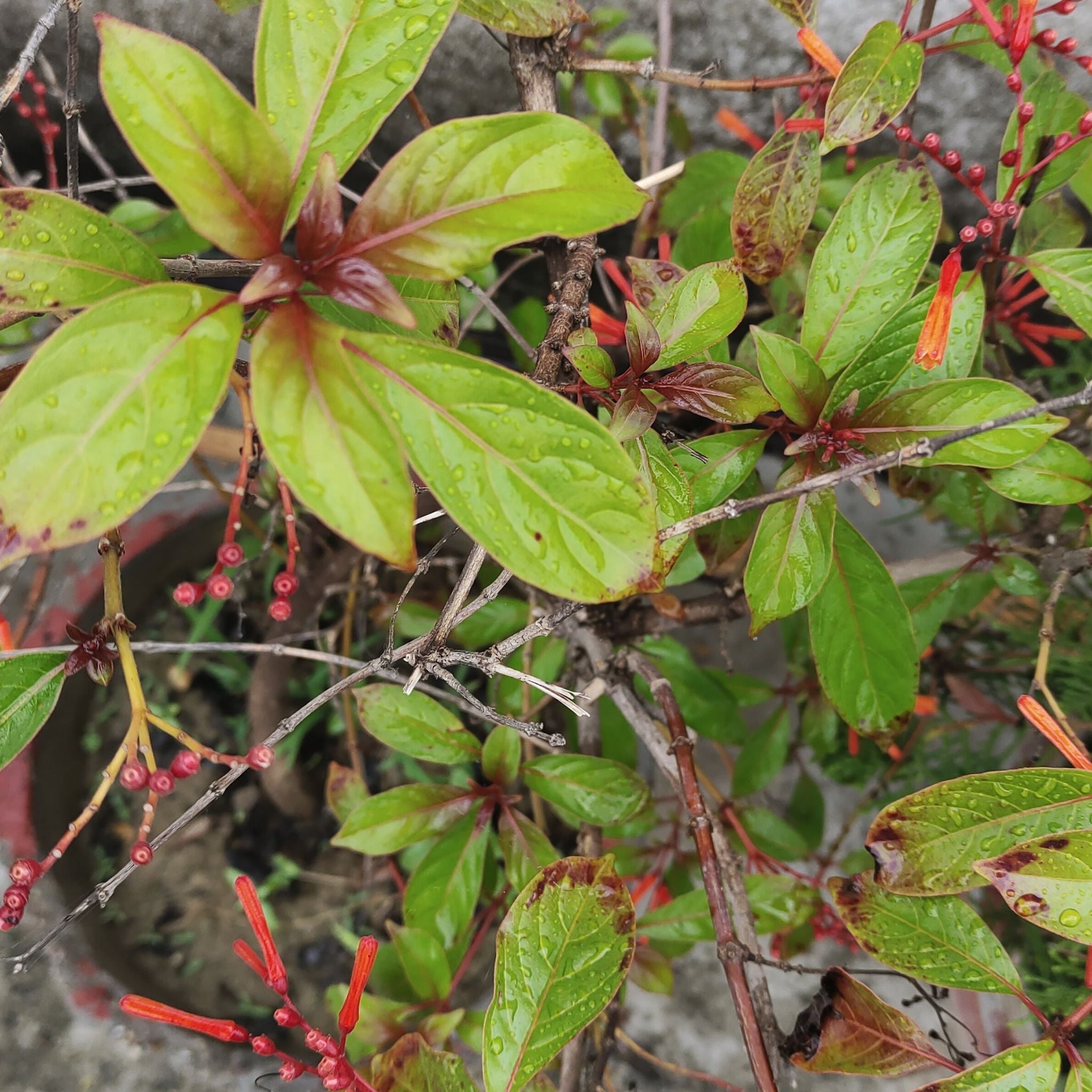 Firebush Is Not Toxic To Dogs