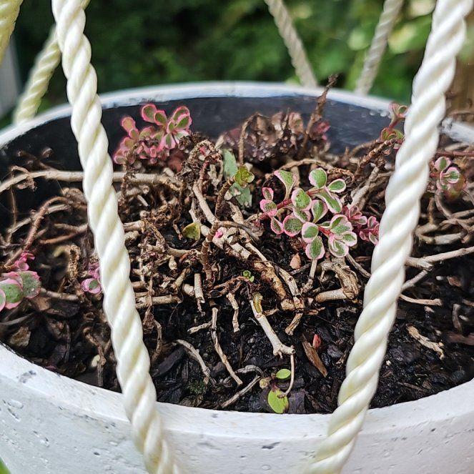 Tricolor Stonecrop uploaded to the Greg plant app by @WiredHoyaburma