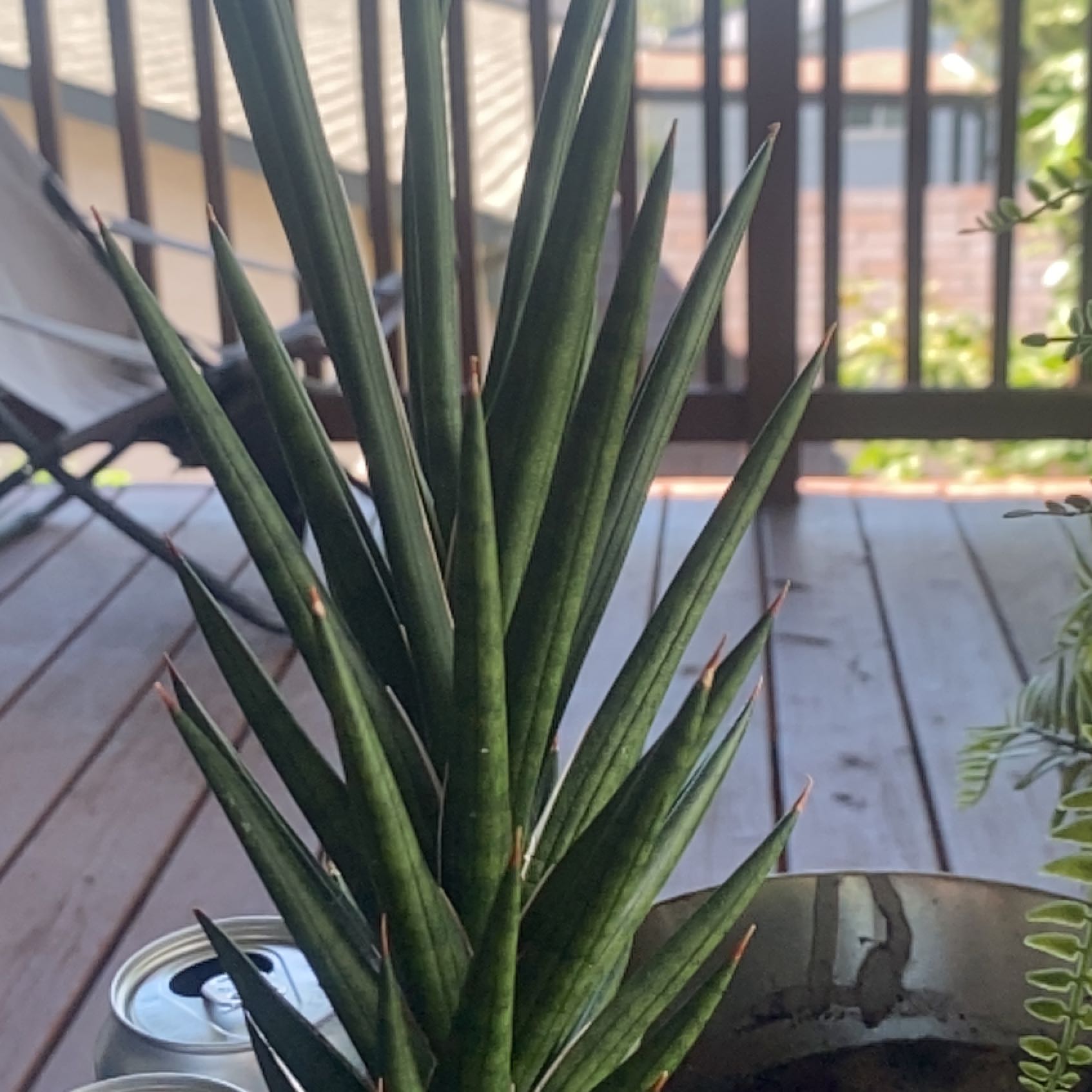 Sansevieria francisii plant in a pot on a wooden deck, appears healthy.