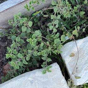 Photo of the plant species Caper by @FavoredHemlock named Planty on Greg, the plant care app