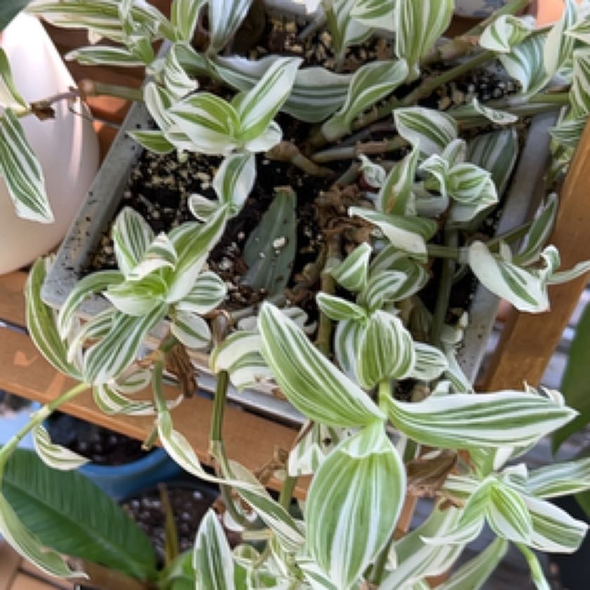 Photo of the plant species Tradescantia fluminensis 'White Stripes' by @HypnoticPlanty named Denali on Greg, the plant care app