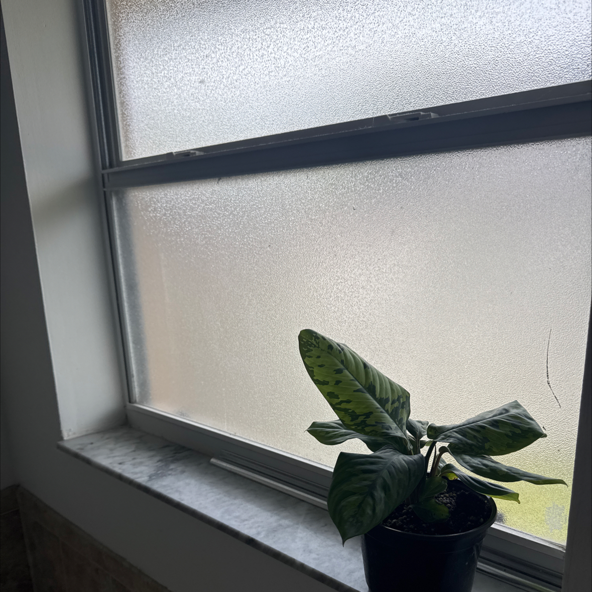Photo of the plant species Camouflage plant by @PoisedPukatea named Diana on Greg, the plant care app