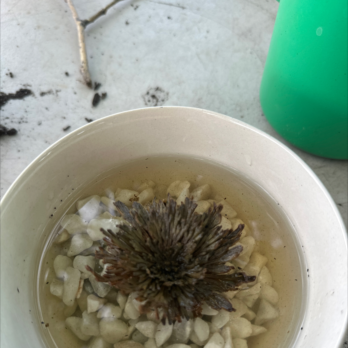 Photo of the plant species Rose of Jericho by @UprightApple named da Vinci on Greg, the plant care app
