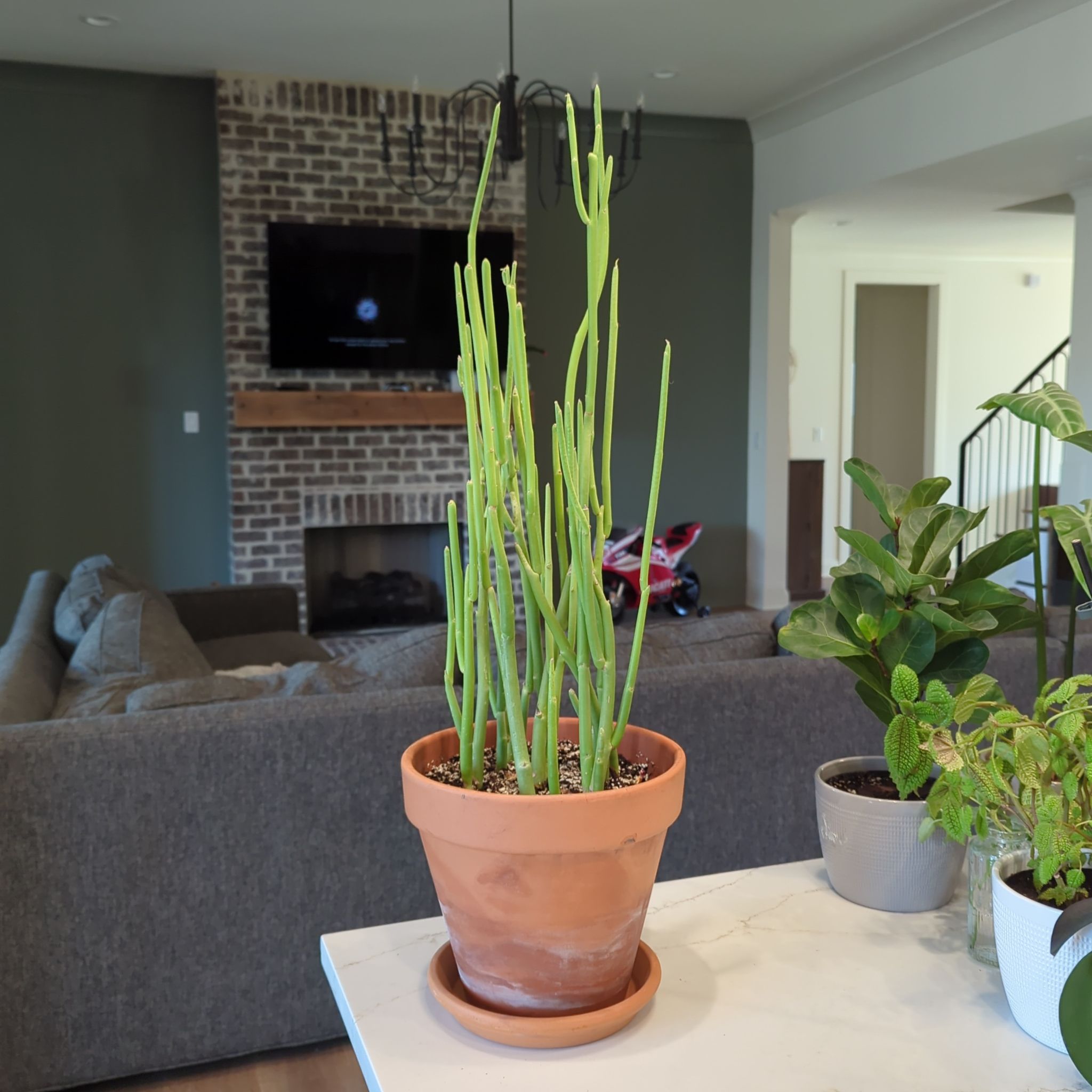 Potted Slipper Plant indoors on a table with a living room background.