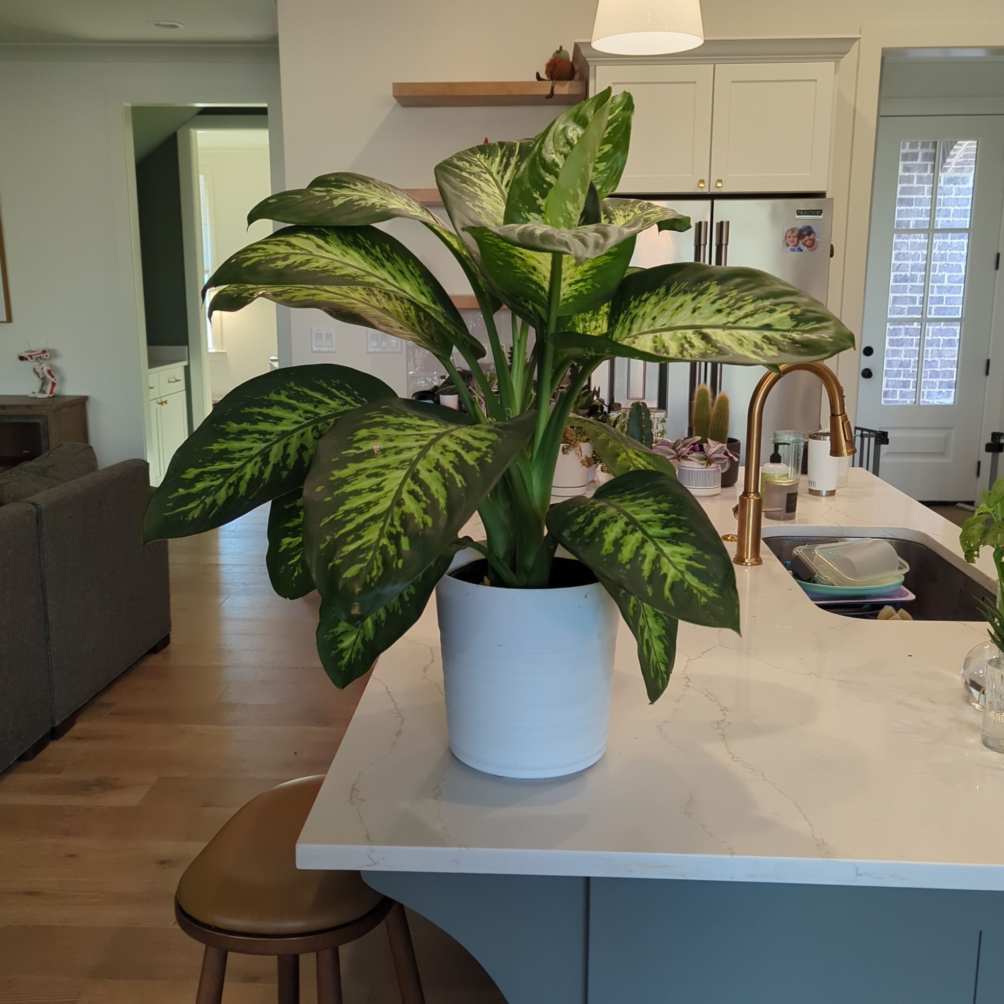 Photo of the plant species Dieffenbachia 'Tropic Snow' by @HeirWharangi named Elsa on Greg, the plant care app