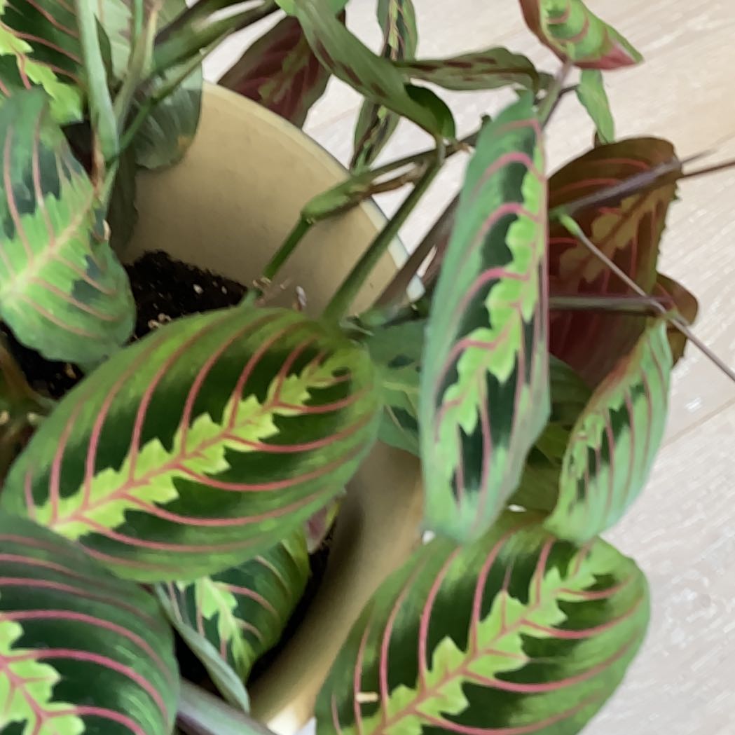 Photo of the plant species Red Prayer Plant by @WiredBlueiris named Dolores on Greg, the plant care app