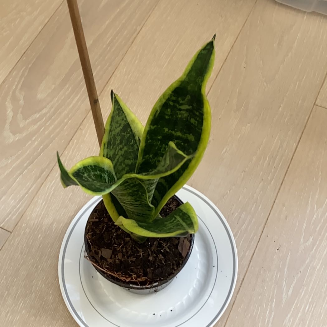 Futura Superba Snake Plant in a pot on a white saucer with visible soil.