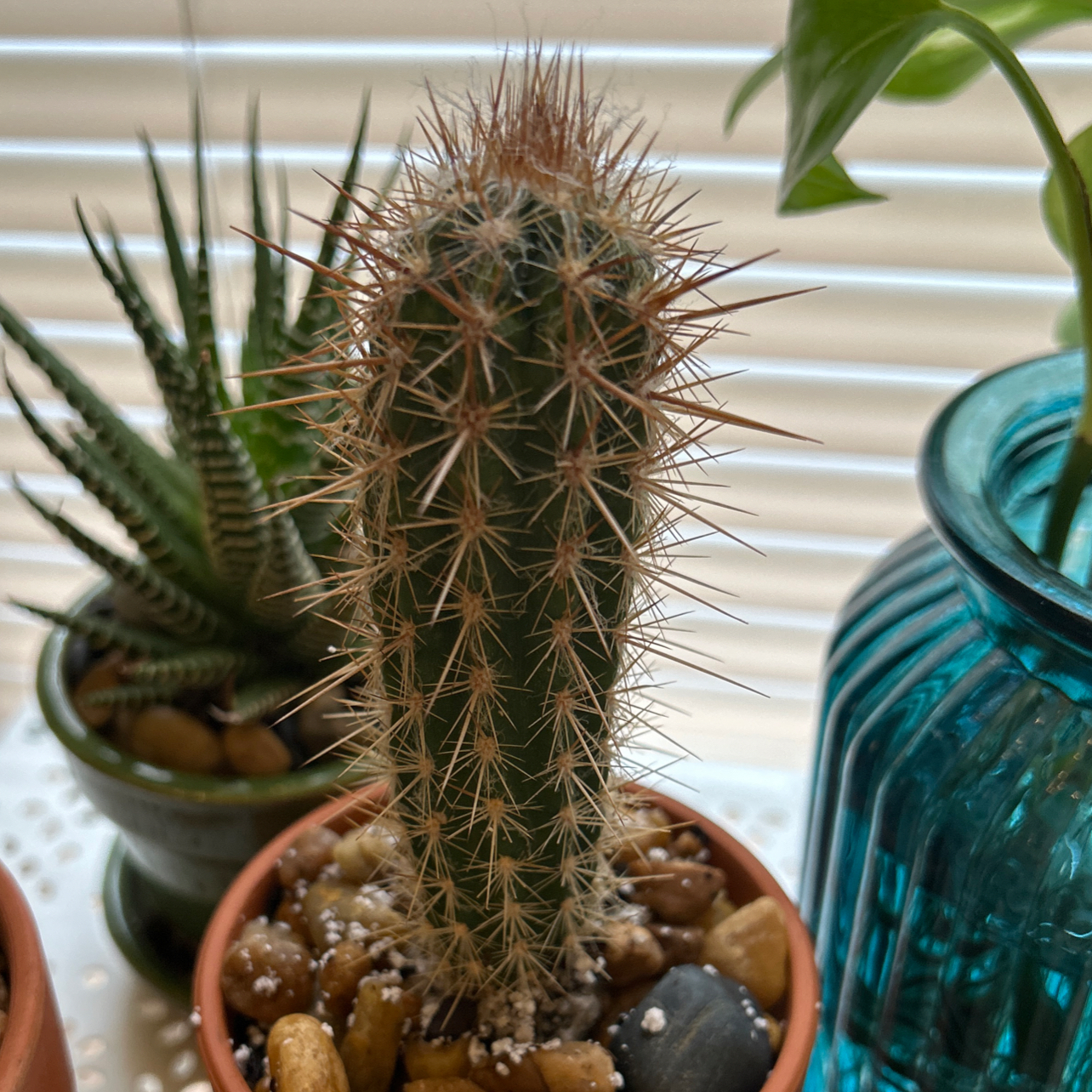 Photo of the plant species Xique-Xique Cactus by @HighpowerMostii named Lanky Tall Boy on Greg, the plant care app