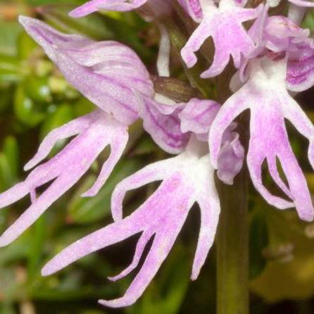 Photo of the plant species Naked Man Orchid by @PureFlax named Harper on Greg, the plant care app