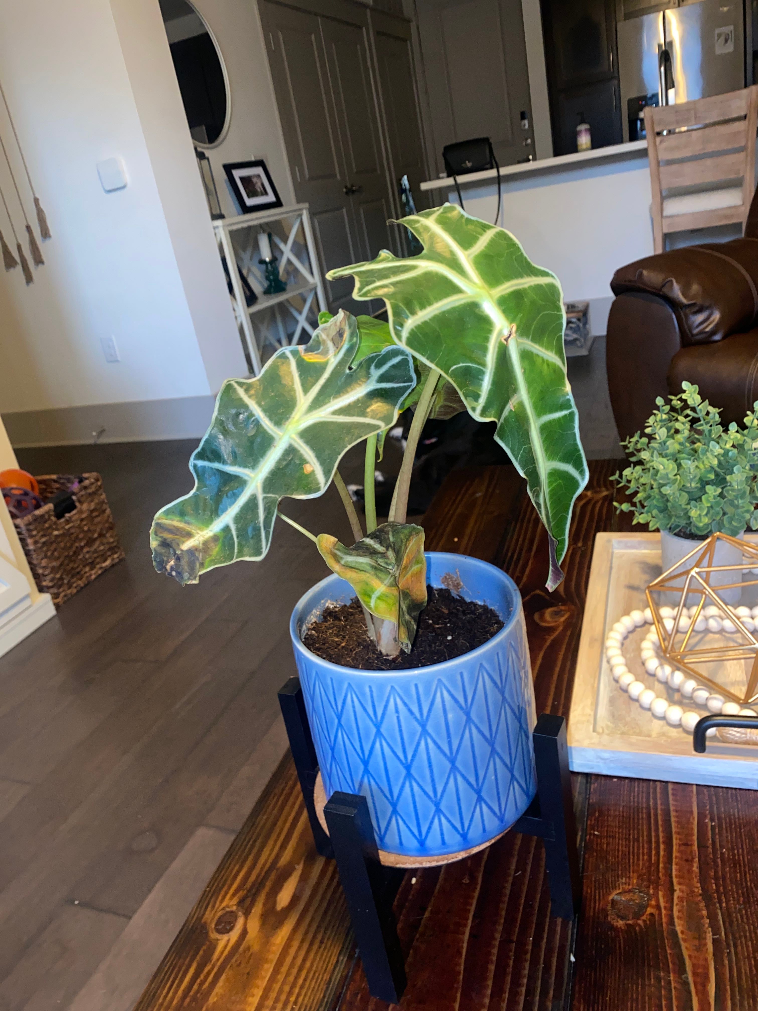 3 Essential Outdoor Arrowleaf Elephant Ear Care Routines