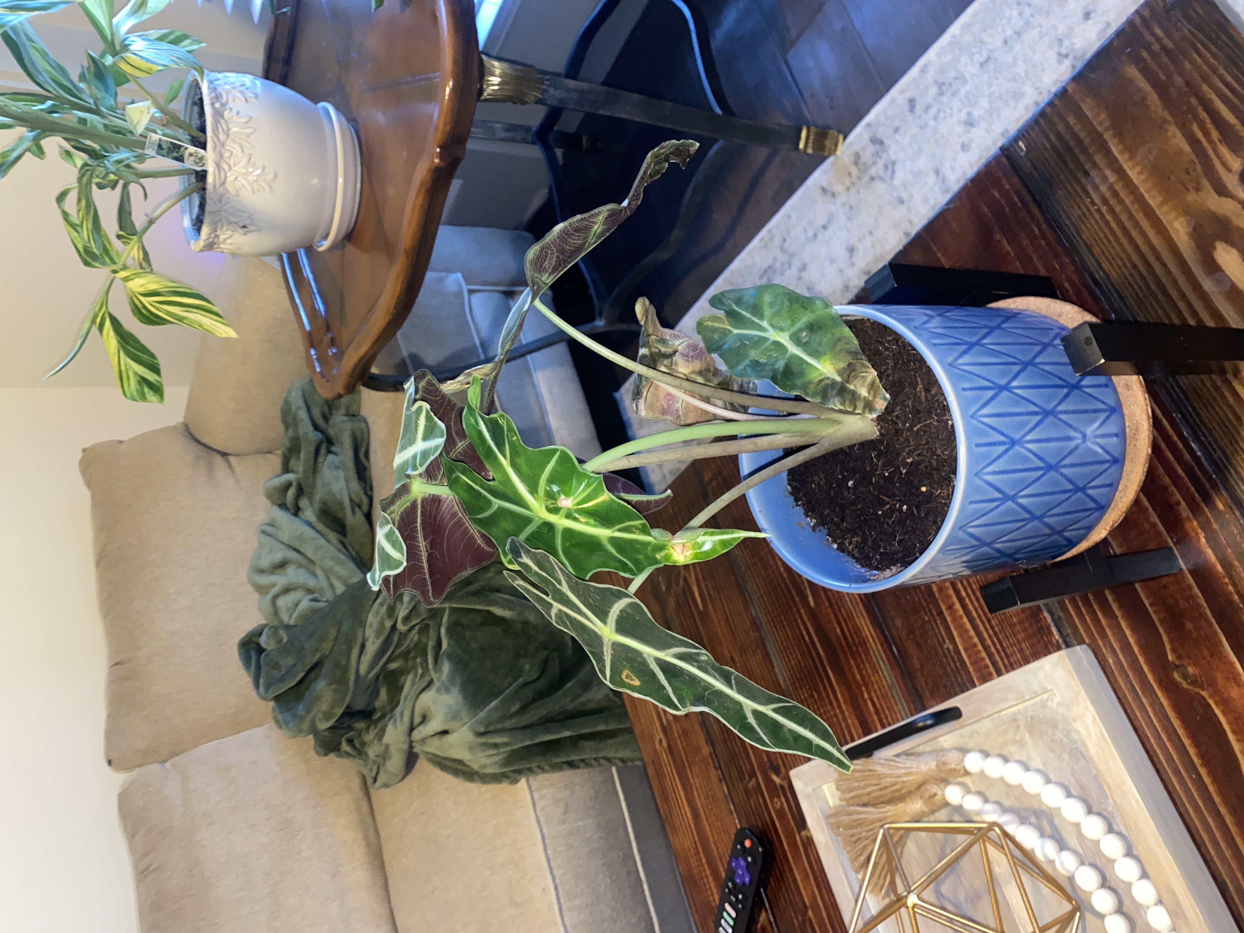 Photo from the post