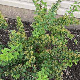 Photo of the plant species Firethorn by @DoyenneRoselle named Leonardo on Greg, the plant care app
