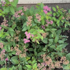 Photo of the plant species Japanese Meadowsweet by @DoyenneRoselle named Sonora on Greg, the plant care app