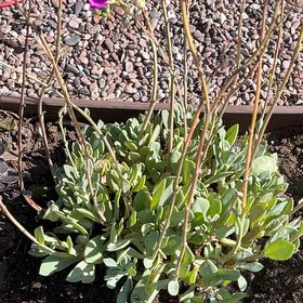 Photo of the plant species Rock Purslane by @CrispBluepearl named Grace on Greg, the plant care app