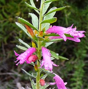 Photo of the plant species Emubush by @CrispBluepearl named Elle on Greg, the plant care app