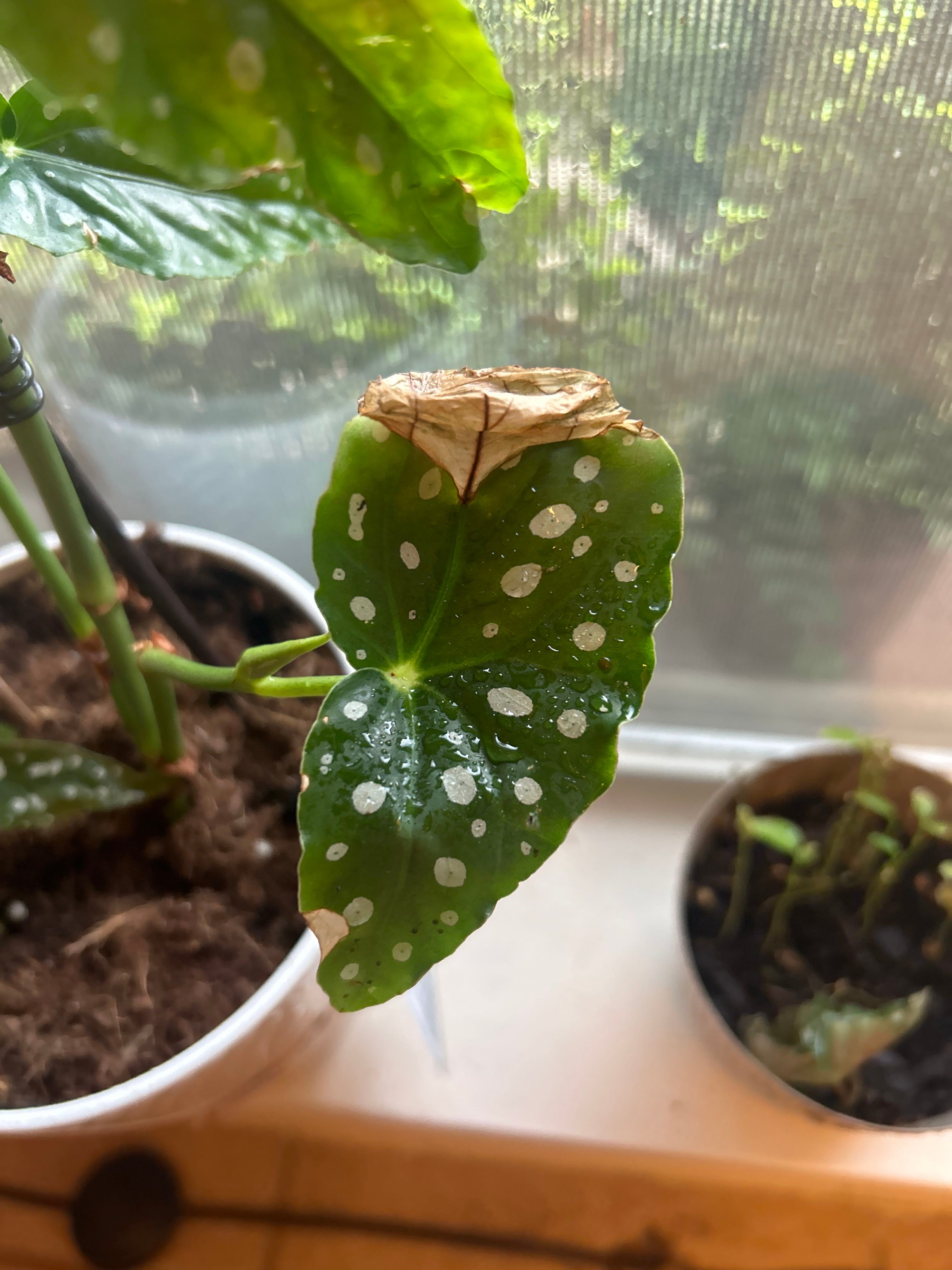 🌸 3 Tips for Growing Bolivian Begonia Outdoors