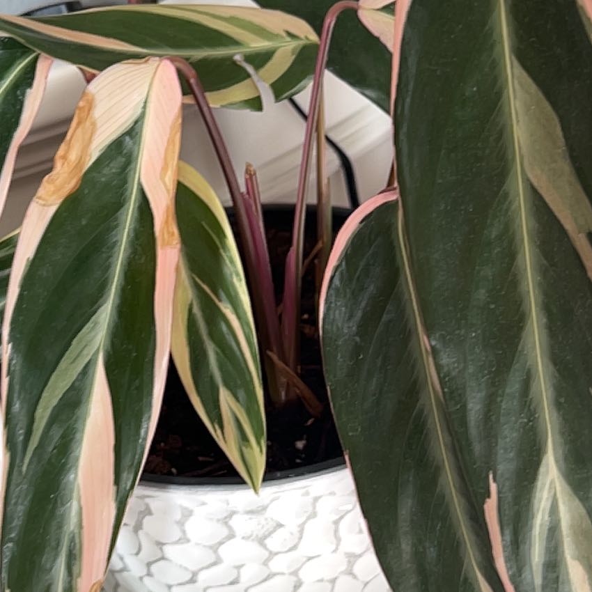 Stromanthe sanguinea 'Tricolor' plant with variegated leaves in a white textured pot. Some leaves show browning edges.