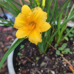 Yellow Daylily plant