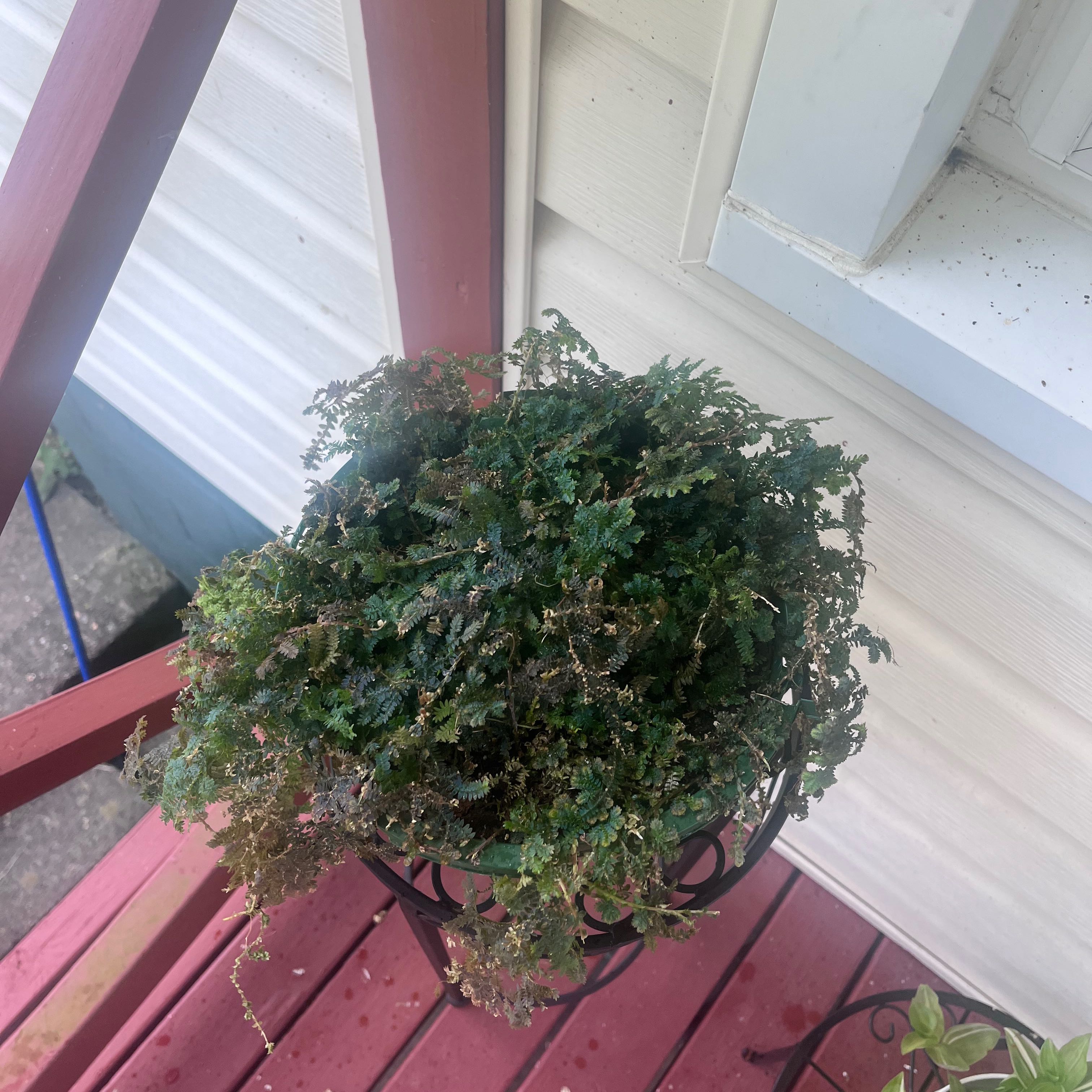 Photo of the plant species peacock fern by @JoyousCoriander named Prince on Greg, the plant care app