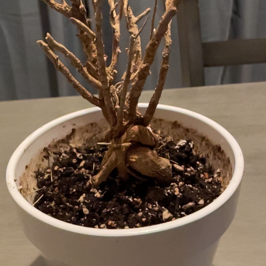 Photo of the plant species Bonsai Dawn Redwood by @SnazzyFlax named Harry on Greg, the plant care app
