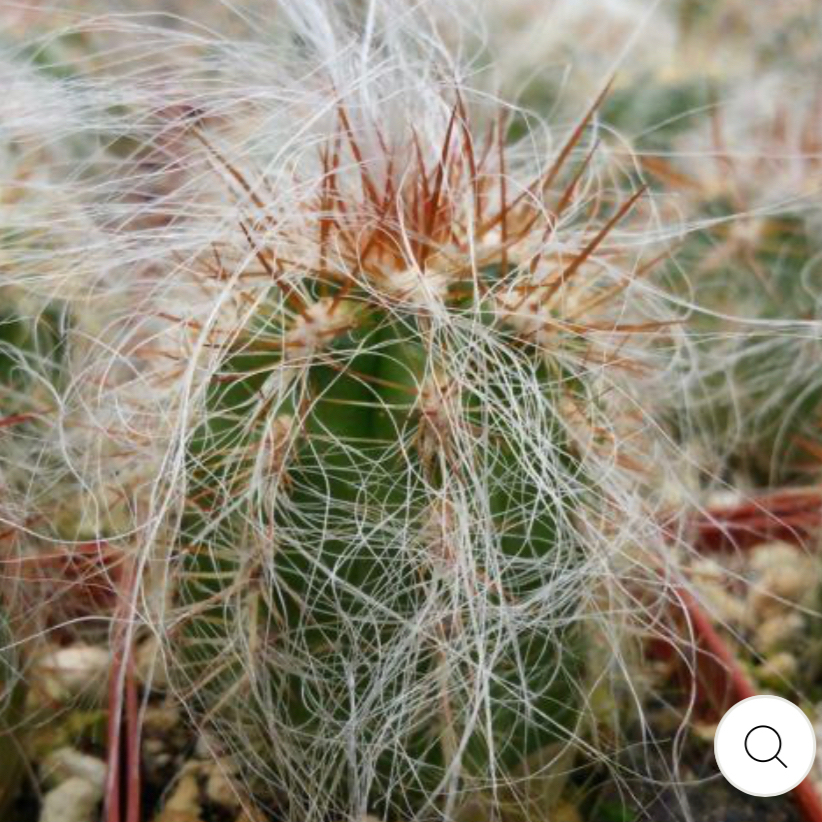 Old Man of the Andes cactus with long, white, hair-like spines, appears healthy.