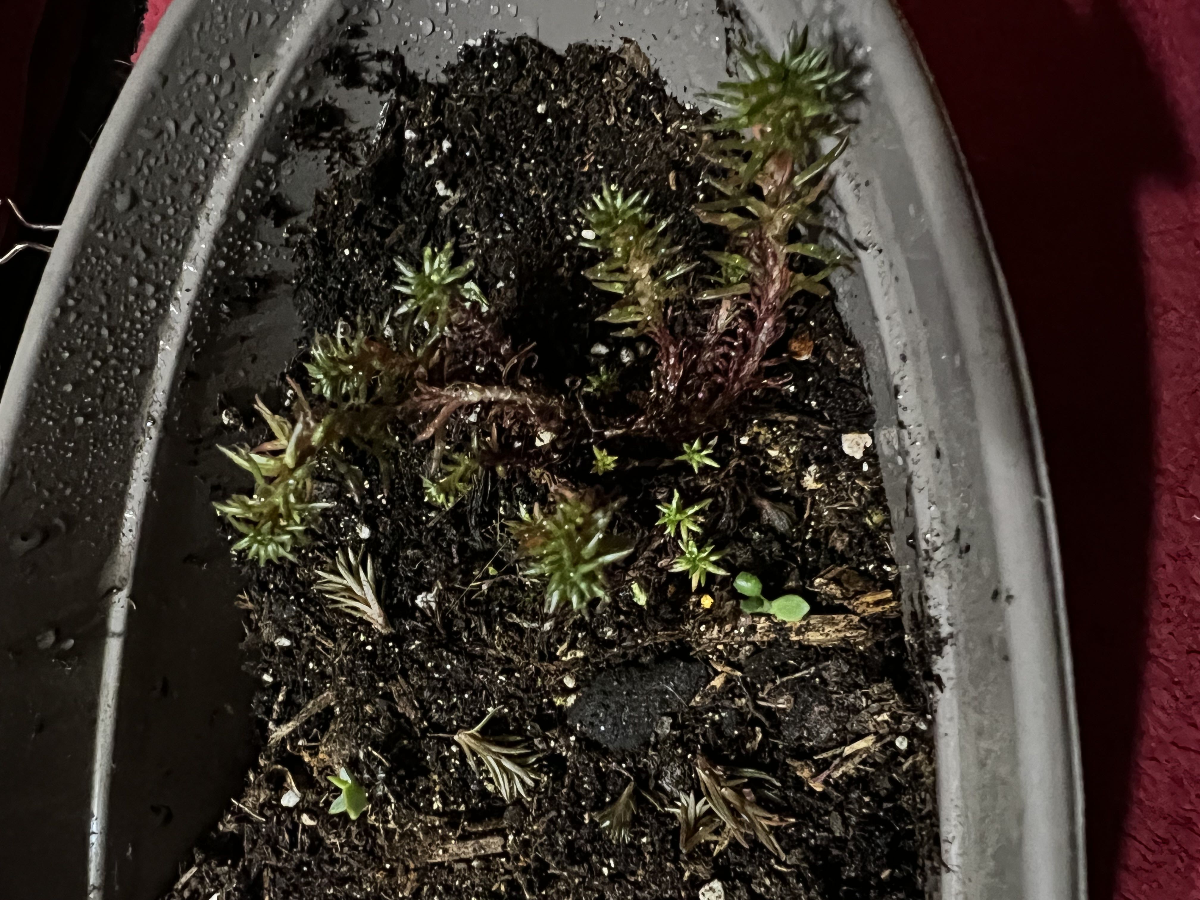 Photo from the post
